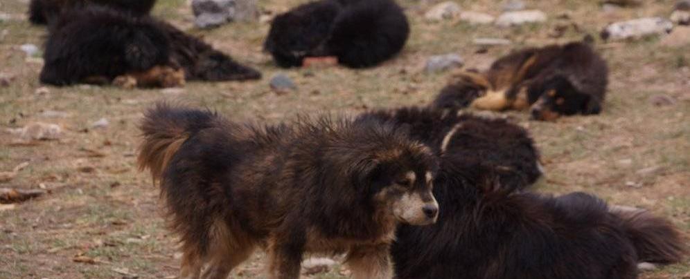 松狮犬多少钱一只（被炒到4000万的藏獒）
