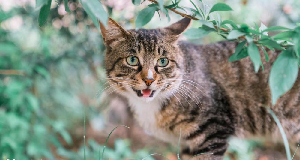金吉拉猫多少钱一只（这几种猫）