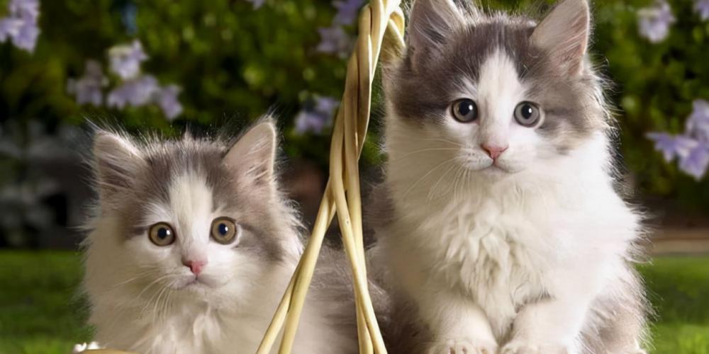 猫咪打疫苗多少钱（养猫烦恼经）
