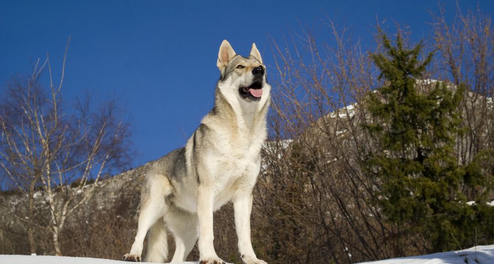 捷克狼犬多少钱一条（"）