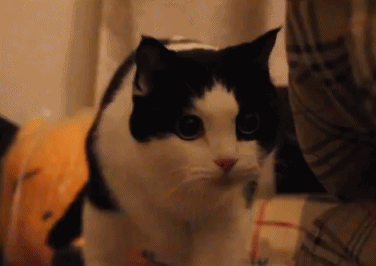 拿破仑猫多少钱一只（盘点6种颜值高却很少人养猫咪）
