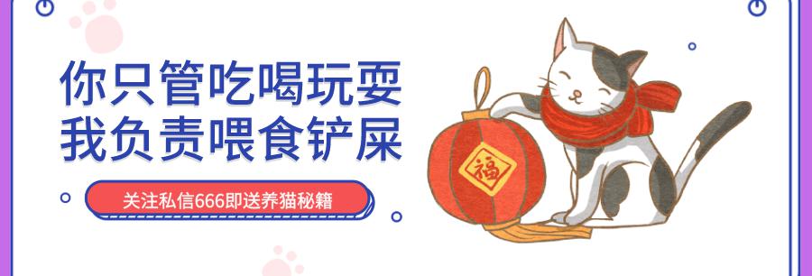 俄罗斯蓝猫多少钱一只（天使脸蛋）
