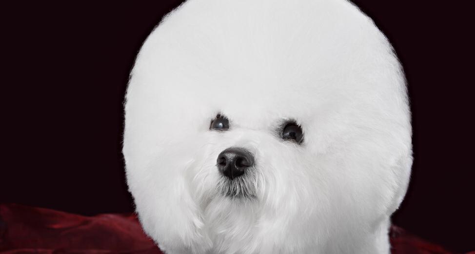 比熊犬多少钱一只（养一只比熊犬）