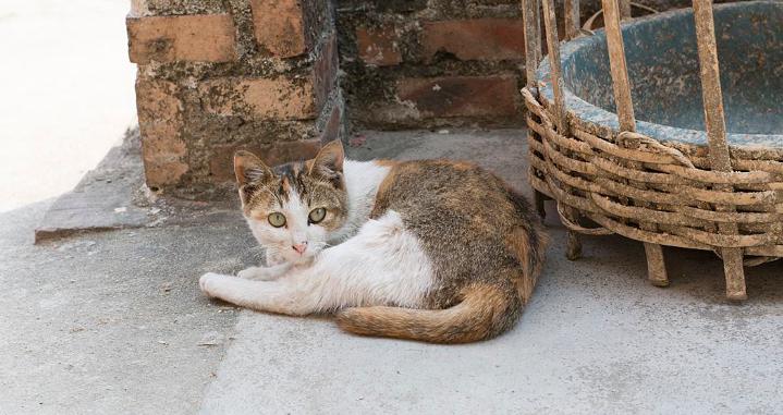 俄罗斯蓝猫多少钱一只（过年带这些猫回老家）
