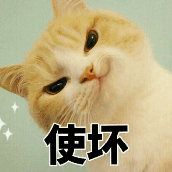 英国短毛猫多少钱一只（美短猫）