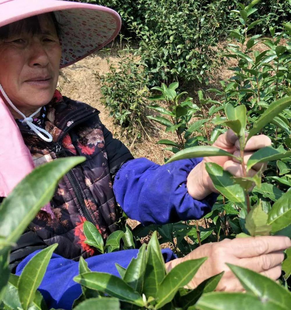 白茶价格多少钱一斤（白茶价格暴涨50）
