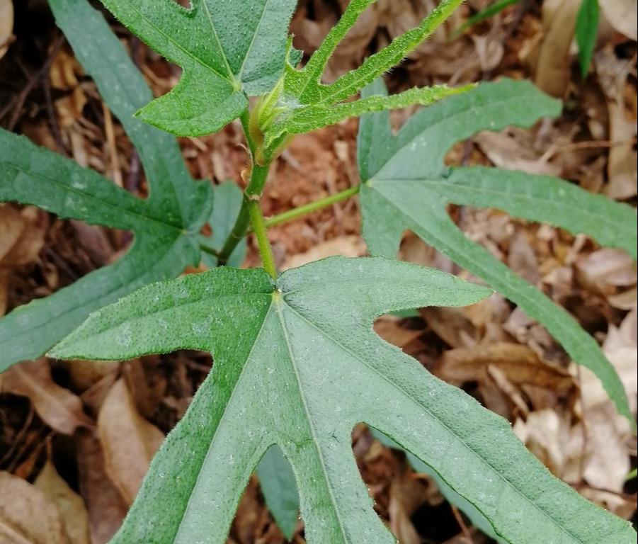 五指毛桃价格多少钱一斤（一文说清楚）