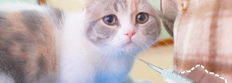 猫咪打针多少钱（新手如何在家给猫咪打疫苗带示范图）