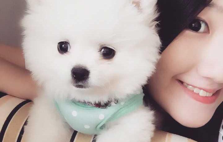 博美犬多少钱一只（博美犬多少钱一只）