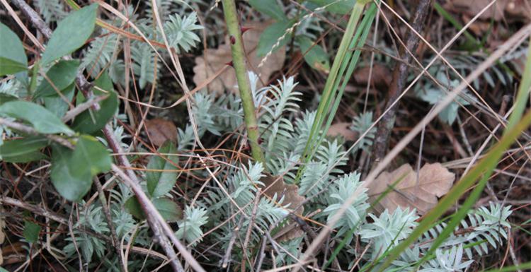 今年鹿茸多少錢一斤（樹林中一種野草）