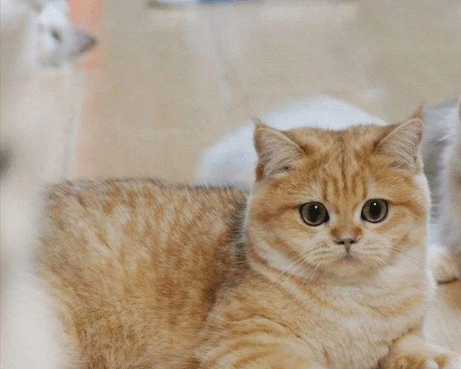 英国短毛猫多少钱一只(金渐层价格是多少)