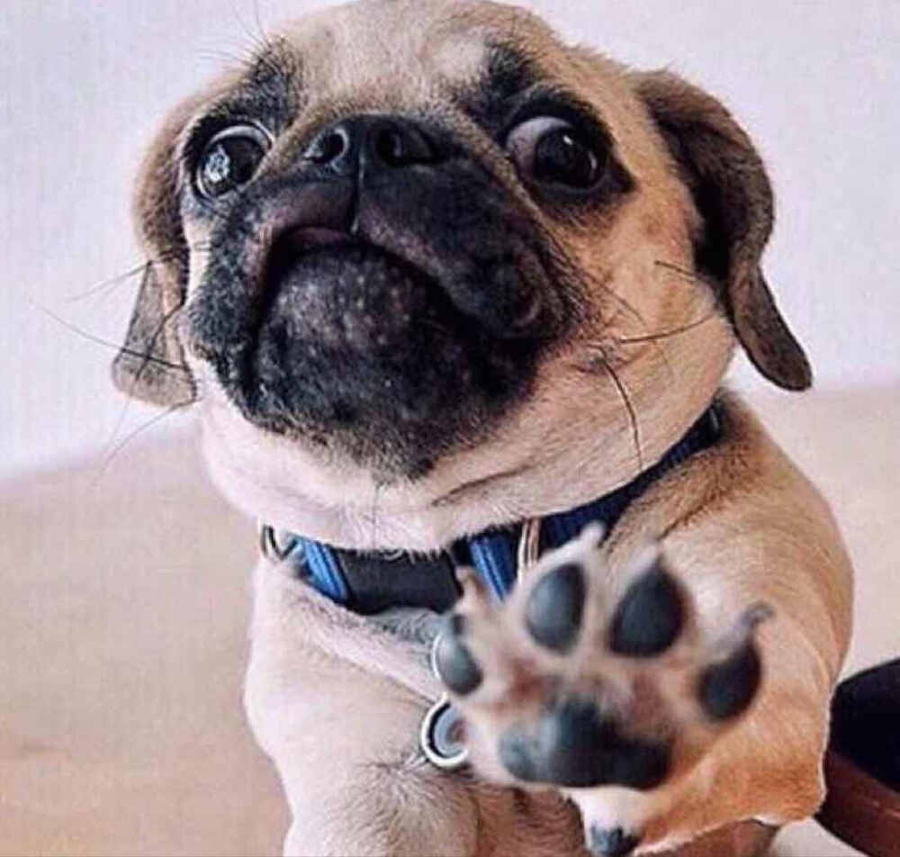 巴哥犬多少钱一只（如何挑选一只好的）