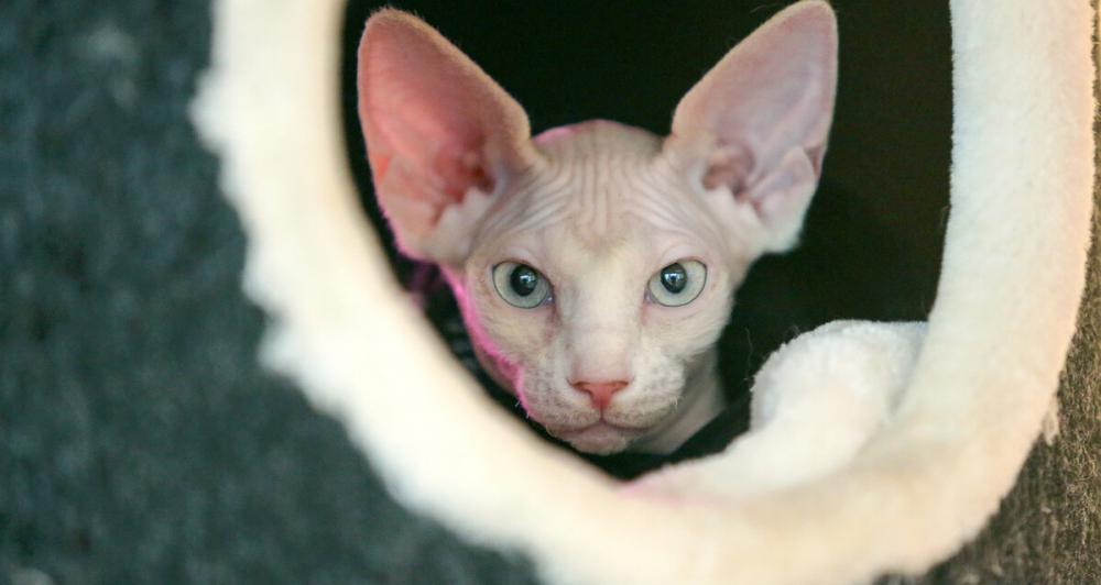 孟买猫多少钱一只（谁说猫咪都大把大把得掉毛）