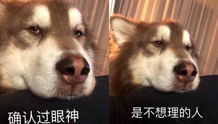 巨贵犬多少钱一只（盘点）