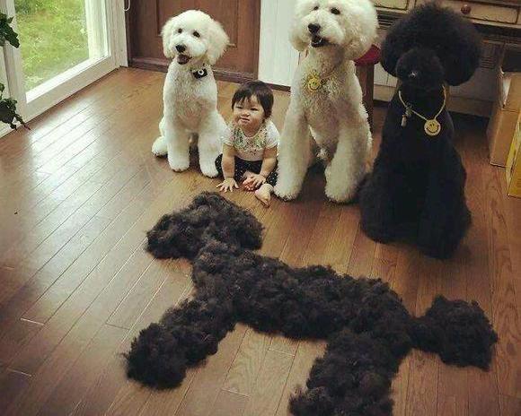 巨贵犬多少钱一只（养巨贵的那么少）