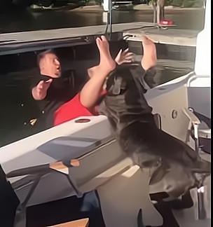 法斗犬价格多少钱一只（盘点几种不适合家庭饲养的狗）