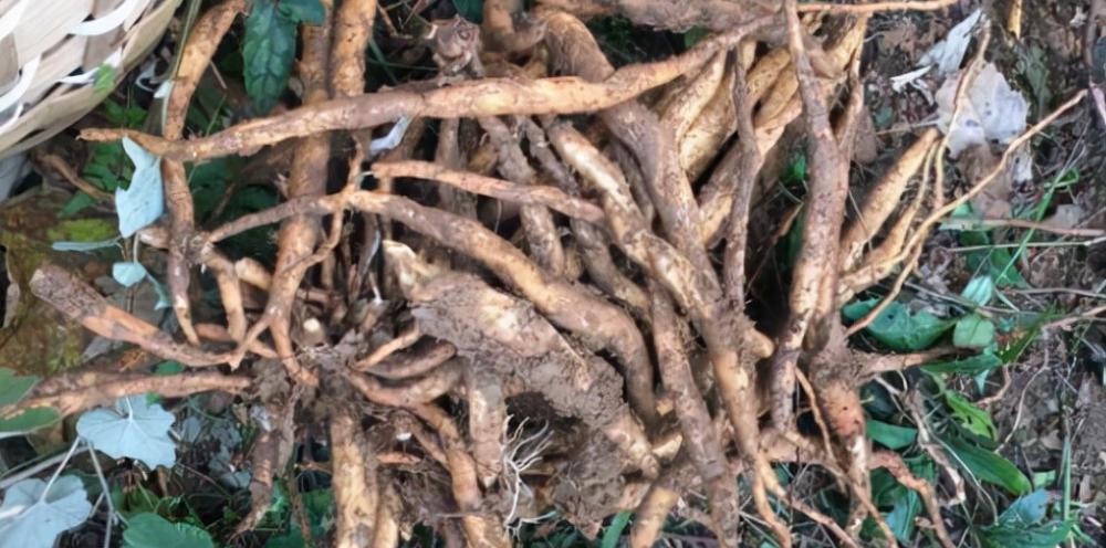 金線蓮價格多少錢一斤（5種不起眼的植物）