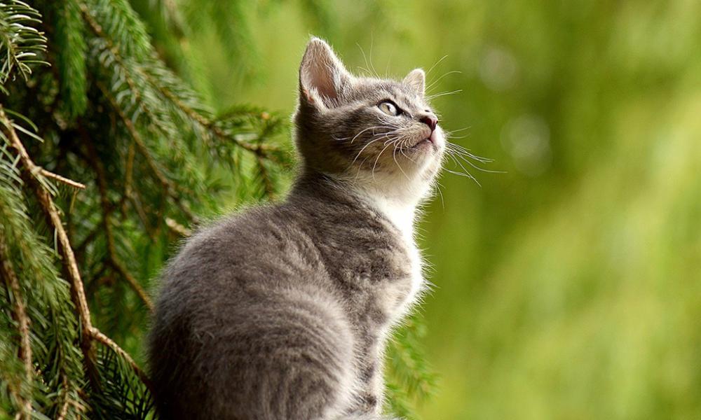 曼基康猫多少钱一只（自然选择VS人类选择）