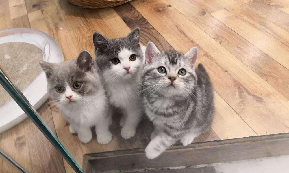 美短猫多少钱一只（养）