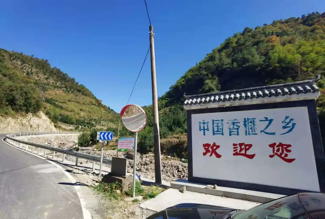香榧价格是多少钱一斤（价格大幅跳水）