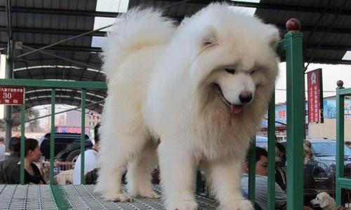 萨摩耶犬多少钱一只（萨摩耶多少钱一只）