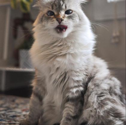 猫咪宠物店洗澡多少钱（这几种猫）