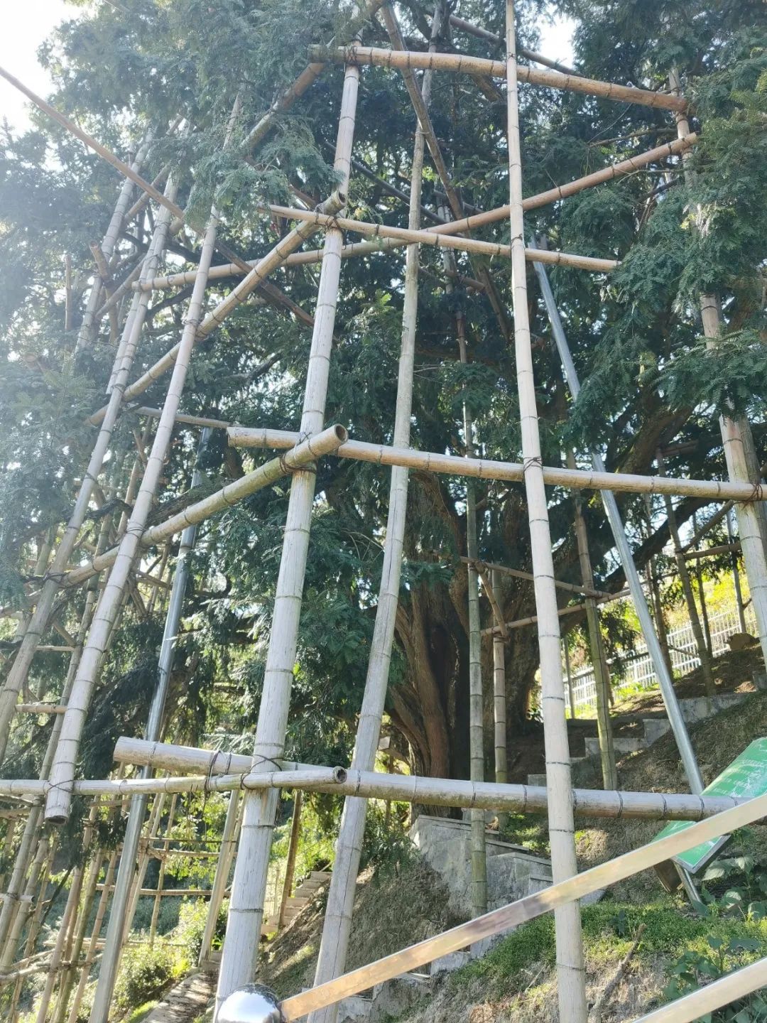 香榧价格是多少钱一斤（价格大幅跳水）