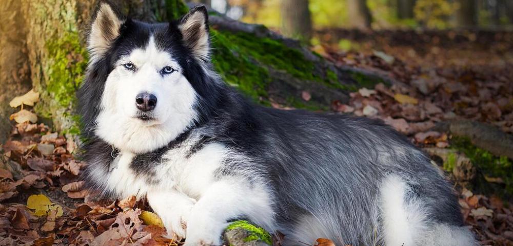 伯恩山犬多少钱一只（这7种狗狗）