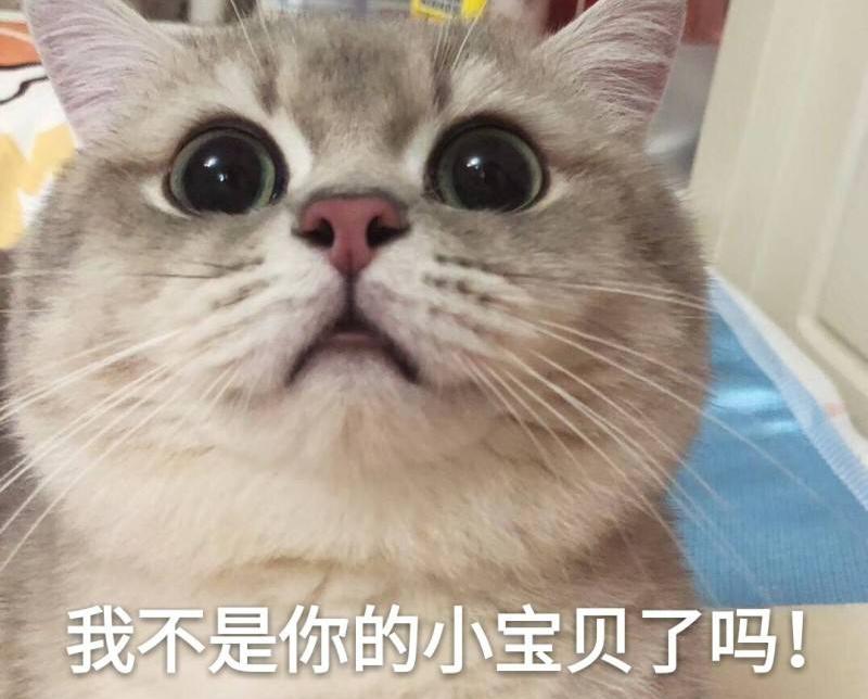 英短猫多少钱一只（养猫）