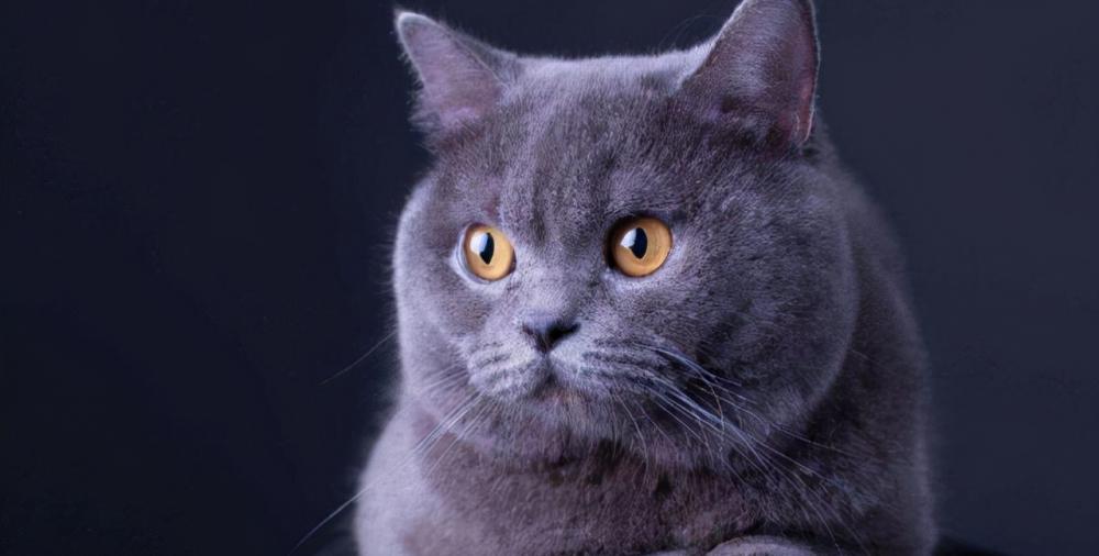 蓝金渐层多少钱一只（常见的英国短毛猫分类及价格）