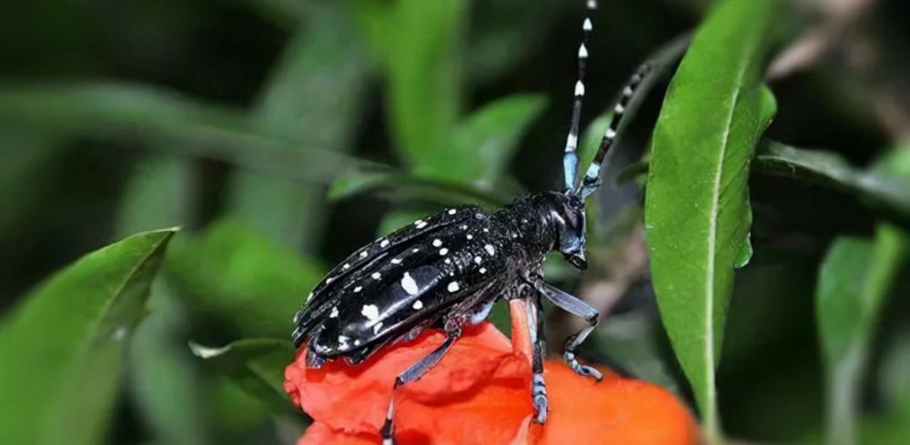 斗米虫多少钱一斤（农村被无视的4大昆虫）