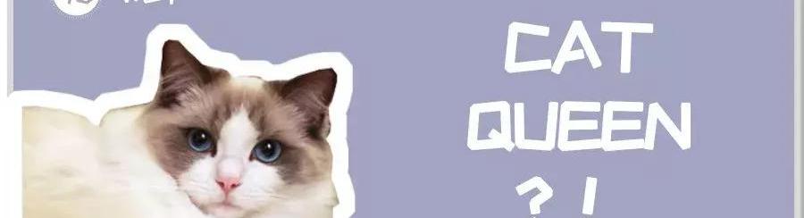 布偶猫价格多少钱一只（布偶猫价格那么贵合理吗）