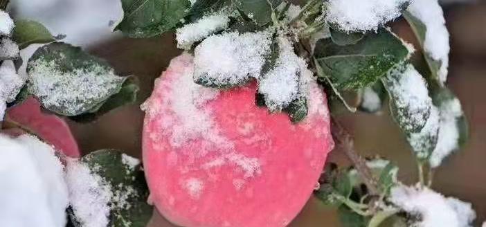 苹果多少钱一斤（苹果大量囤入冷库）
