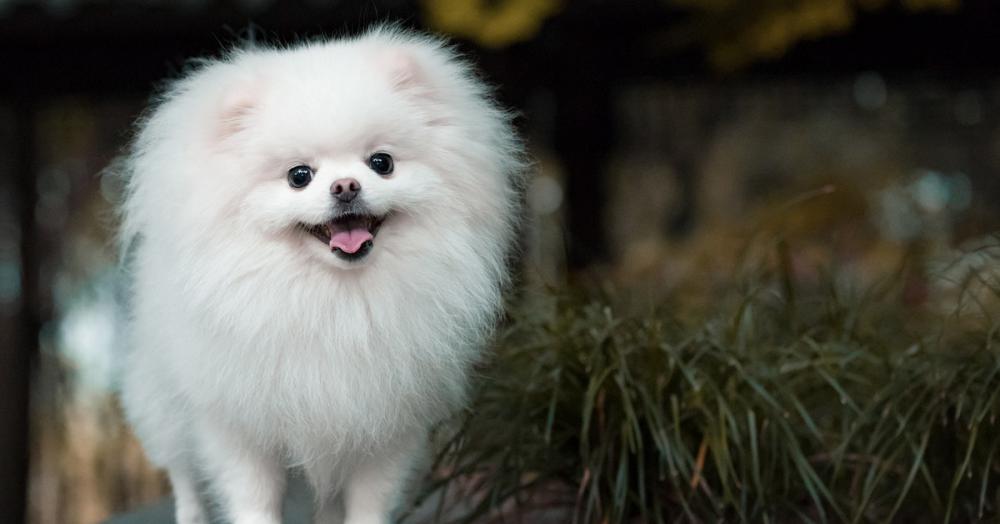 博美犬多少钱一只(博美不是想养就养的)