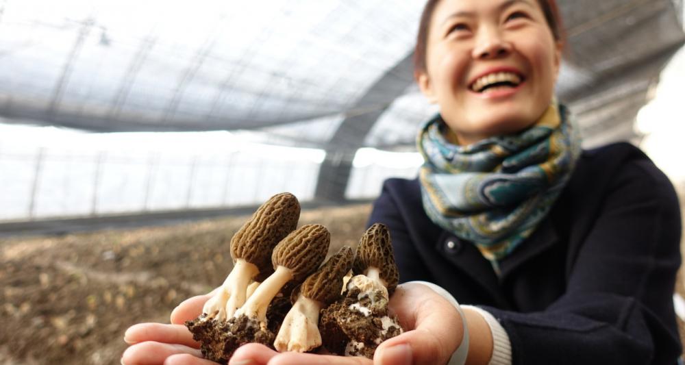羊肚菌多少钱一斤（90元一斤的羊肚菌）