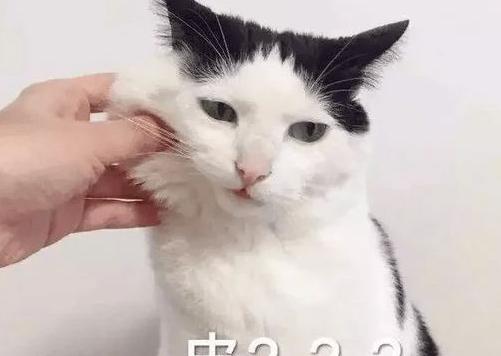 狮子猫多少钱一只（冷门）