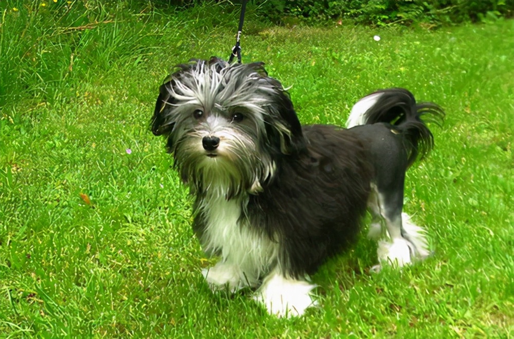 薩摩耶犬多少錢一只（全球最昂貴的16個犬種）