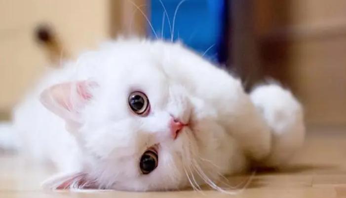 狮子猫多少钱一只（养猫）