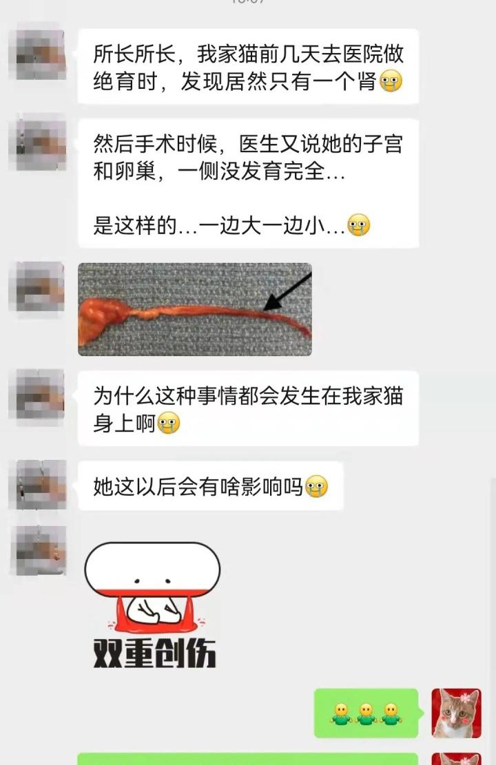 公貓絕育多少錢（絕育時才發(fā)現(xiàn)）