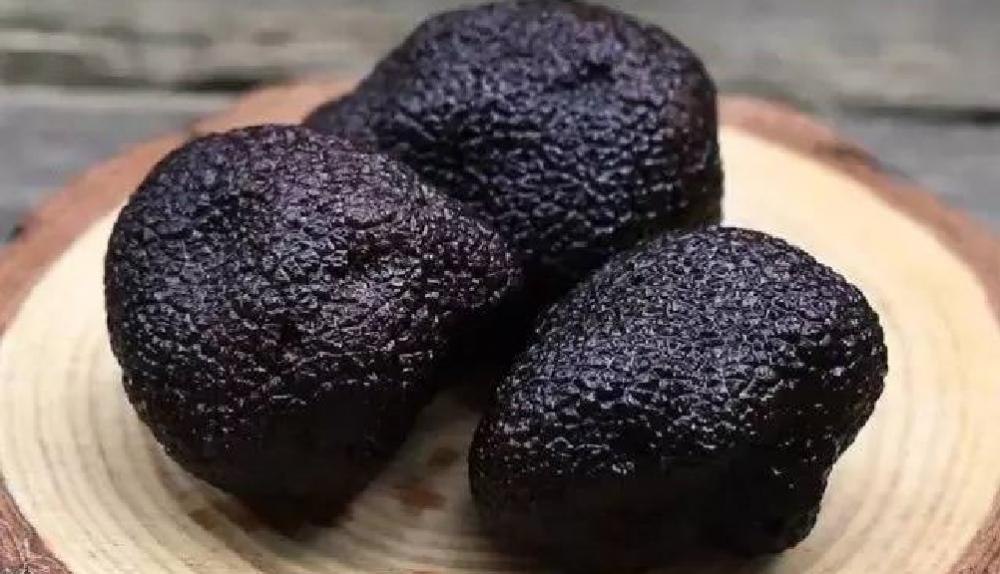 黑松露多少钱一斤（什么是松露）