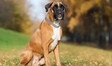 拳师犬多少钱一只（百科）