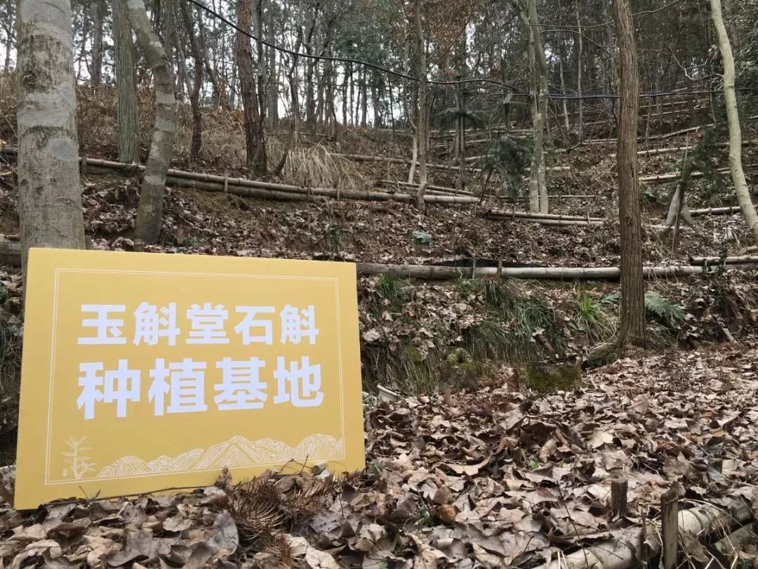 霍山铁皮石斛多少钱一斤（它是）