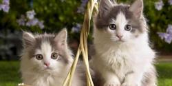 猫咪疫苗多少钱（养猫烦恼经）