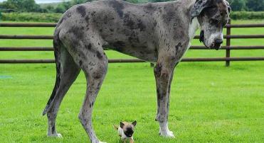 坎高犬价格多少钱一只（盘点猛犬界的）