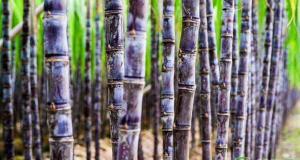 甘蔗多少钱一斤（2020年甘蔗种植前景如何）