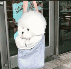 小比熊犬多少钱一只（如今）