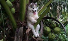 豹犬多少钱一只（狗界）