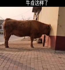 满口牙种植多少钱（一颗种植牙约6000元）