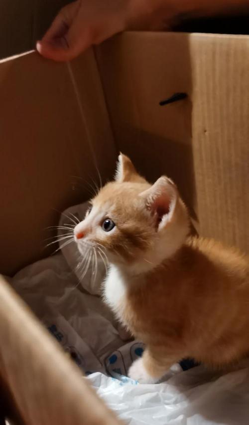 猫打狂犬疫苗多少钱（我被猫抓花了395块打狂犬疫苗）