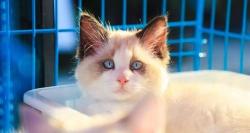 一只布偶猫大概多少钱（布偶猫多少钱一只）